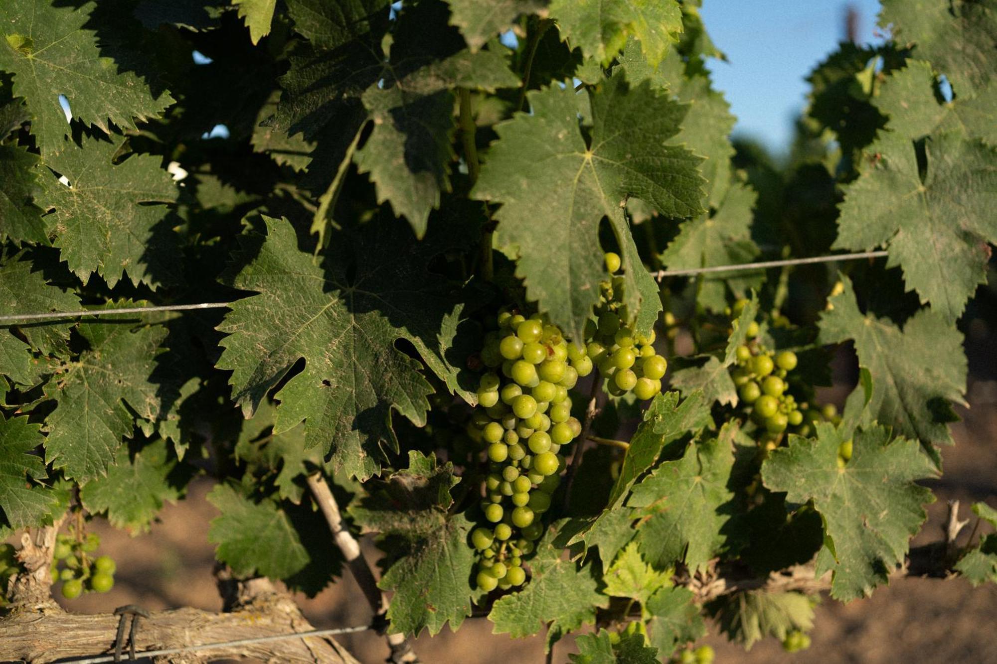 Vino Resort Son Amaret ソン・マシア エクステリア 写真